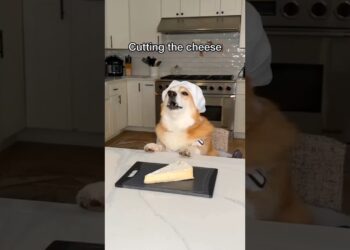 CORTANDO O QUEIJO DUBLADO @HammyandOlivia #shorts #memes